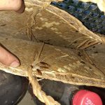 Dịch Vụ Diệt Gián Đức Tận Gốc 100%, Uy Tín tại Hà Nội