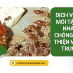 Dịch vụ diệt mối tận nơi nhanh chóng, thân thiện với môi trường diet-moi-tai-nha-1