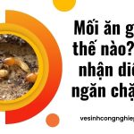 Mối ăn gỗ như thế nào? Cách nhận diện và ngăn chặn mối Mối ăn gỗ như thế nào? Cách nhận diện và ngăn chặn mối