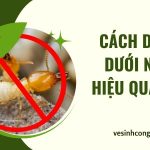 Cách diệt mối dưới nền nhà hiệu quả và an toàn cach-diet-moi-duoi-nen-nha-1