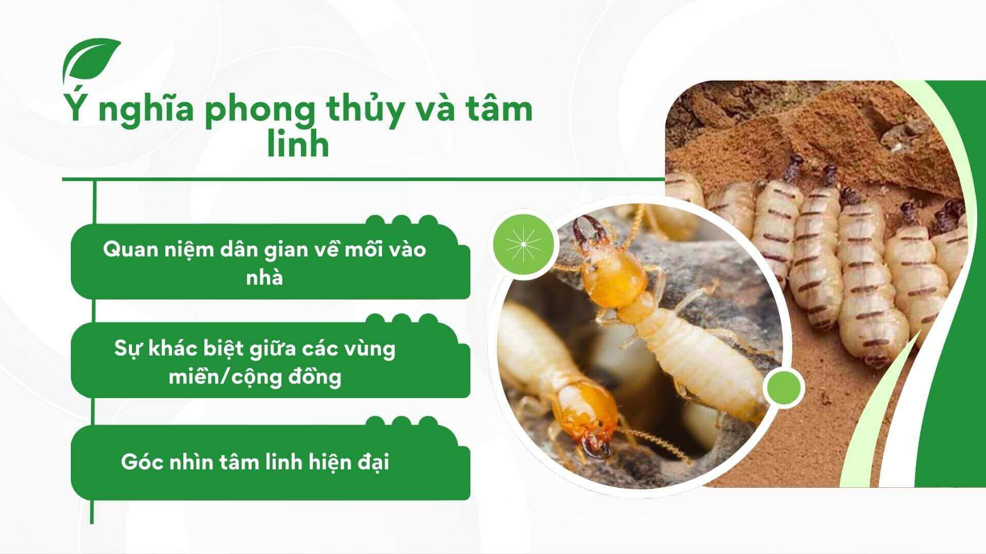Ý nghĩa phong thủy và tâm linh Ý nghĩa phong thủy và tâm linh