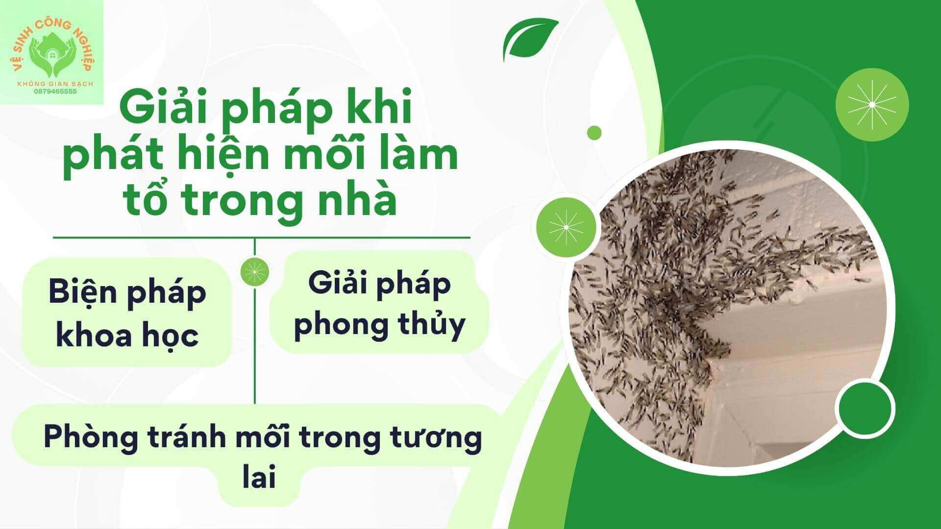 Giải pháp khi phát hiện mối làm tổ trong nhà Giải pháp khi phát hiện mối làm tổ trong nhà