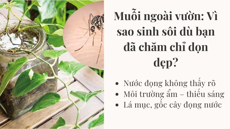 Muỗi ngoài vườn: Vì sao sinh sôi dù bạn đã chăm chỉ dọn dẹp? Muỗi ngoài vườn: Vì sao sinh sôi dù bạn đã chăm chỉ dọn dẹp?