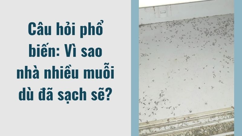Câu hỏi phổ biến: Vì sao nhà nhiều muỗi dù đã sạch sẽ? Câu hỏi phổ biến: Vì sao nhà nhiều muỗi dù đã sạch sẽ?