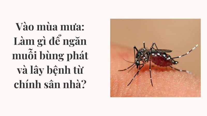 Vào mùa mưa: Làm gì để ngăn muỗi bùng phát và lây bệnh từ chính sân nhà? Vào mùa mưa: Làm gì để ngăn muỗi bùng phát và lây bệnh từ chính sân nhà?