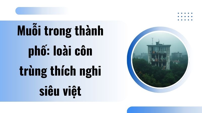 Muỗi trong thành phố: loài côn trùng thích nghi siêu việt Muỗi trong thành phố: loài côn trùng thích nghi siêu việt