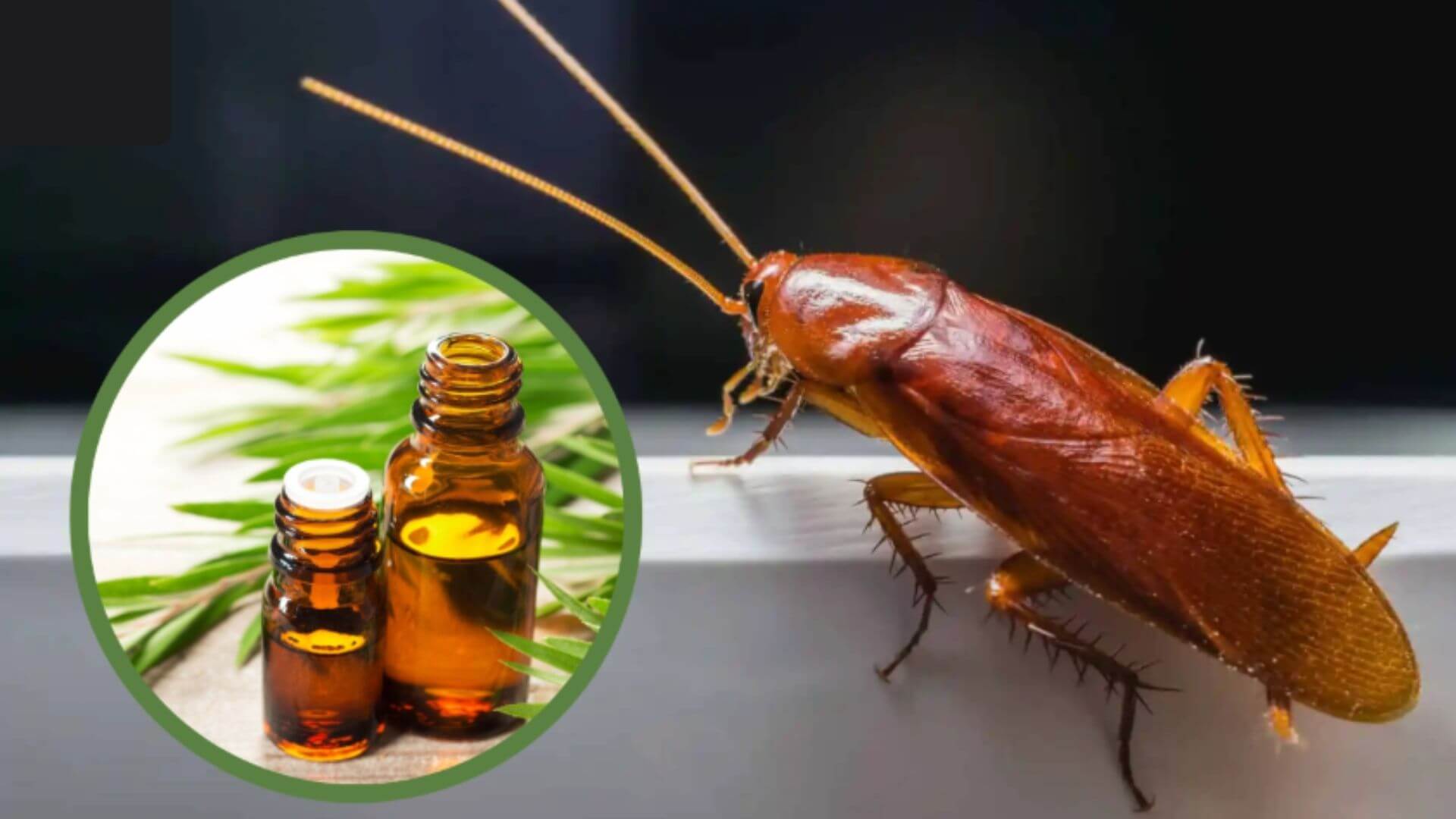 Sử dụng tinh dầu xua đuổi gián như bạc hà, sả, tràm trà