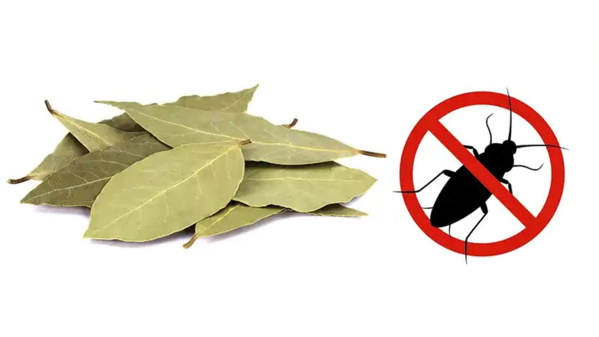 Dùng lá nguyệt quế, vỏ cam chanh để đuổi chúng đi