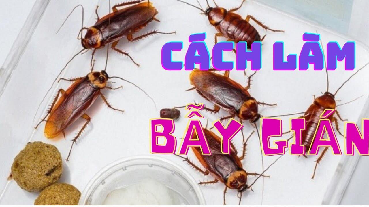 Cách làm bẫy gián tự chế siêu đơn giản