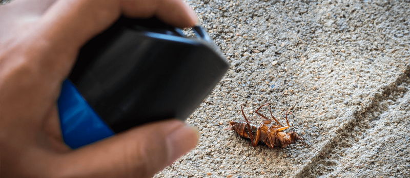 Sử dụng hóa chất diệt gián đúng cách