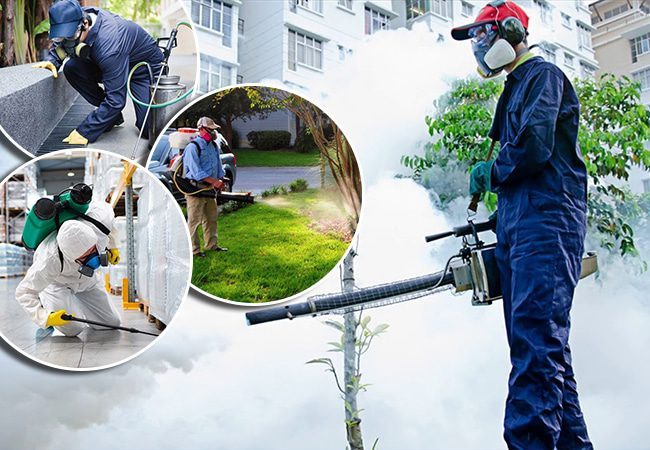 Giải đáp các câu hỏi thường gặp về dịch vụ diệt muỗi